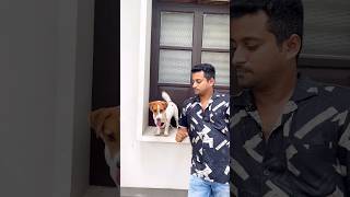 Jack Russel terrier Kerala tamil song love doglover [upl. by Nylasor]