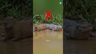 Do Crocodiles Eat Capybaras [upl. by Ramsay]