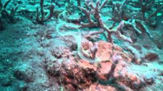 Leptocephalus  Seraya Secrets  Bali Reef Divers  Dive Bali [upl. by Fante]