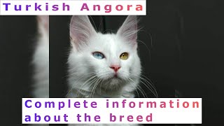 Turkish Angora Pros and Cons Price How to choose Facts Care History [upl. by Annyrb576]