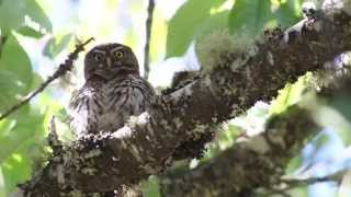 El mismo Chuncho cantando canto del Chucnho Huallerehue Chile [upl. by Nitreb]