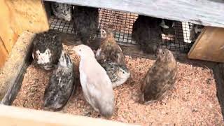 My new brooder design for my quail [upl. by Converse]