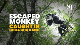 Colobus monkey caught 6 months after escaping from Singapore Zoo [upl. by Goetz]