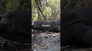 Komodo Dragons The Worlds Largest Lizards Komodo Dragons [upl. by Oisor]