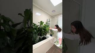 🌿🌧️ Fiddle Leaf Fig Care Tip Replicate the Rain showeryourplants ficuslyrata flf PlantCare [upl. by Anura]