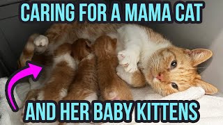 How to Care for a Mama Cat amp Kittens 3 Top Tips [upl. by Eitnom749]