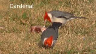 Algunas aves que comen carne y grasa Esperanza Argentina 2018 [upl. by Aikcir]