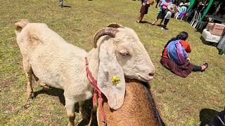 Cabras lecheras en Cajamarca [upl. by Cilurzo]