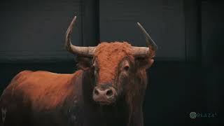 Desembarque de los toros de Pedraza de Yeltes para Resurrección [upl. by Shepley]