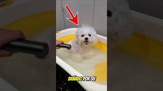 El perro que disfruta de bañarse 😊❤️ [upl. by Mitch794]