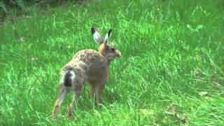 European or Brown Hare Lepus europaeus [upl. by Naoma]