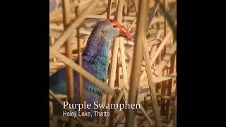 Purple Swamphen [upl. by Royall]