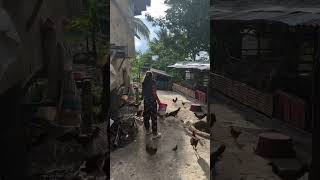 Pakain sa manok na gala [upl. by Yobybab]