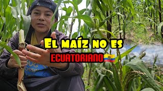 Wilsin593 El maiz no es Ecuatoriano😱🇪🇨 [upl. by Ennovaj3]