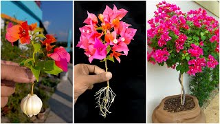 How grow to bougainvillea plant at home from cutting  Water propagation for gardening [upl. by Weyermann]