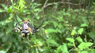 Garden Spiders Attacking Prey Compilation 2 [upl. by Mariande]