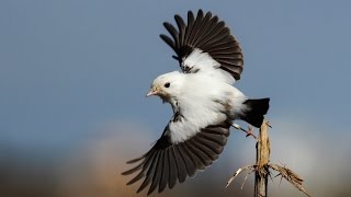 Rare leucistic European stonechat  Morfou 10112015  Cyprus [upl. by Erret695]