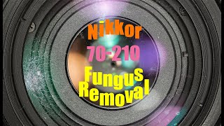 Lens repair  Nikon 70210mm  fungus cleaning [upl. by Anyad657]