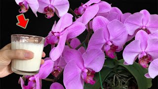 The Most Powerful Organic Fertilizer More Roots And Orchids Bloom Overnight [upl. by Anatollo246]