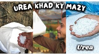 Season mai UREA or DAP use karne ka asaan tariqa [upl. by Serilda]