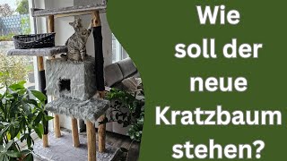 Wie die Katzen ihren Kratzbaum sofort in Beschlag genommen haben 😱 [upl. by Esiocnarf809]