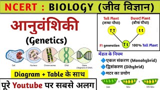 आनुवंशिकी Genetics  मेंडल के नियम  mendal ke niyam  Biology [upl. by Ariahs]