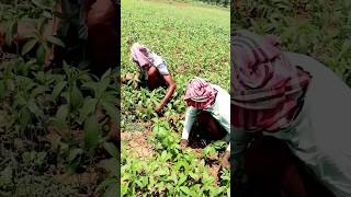 Met New Farmers Doing Thinning amp Weeding in Jute shorts [upl. by Eldwun]