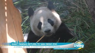 Giant Pandas Return to San Diego Zoo  San Diego Living [upl. by Barhos378]