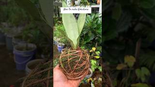 Learn how to make Kokedama  how to grow plants without pots  cheap gardening trick shorts [upl. by Eded]