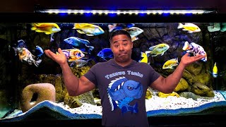 African Cichlids  Which Type Should You Buy [upl. by Zacks]