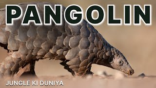 Pangolin  सल्लू सांप  लेकिन यह सांप बिल्कुल भी नहीं है  pangolin sallusanp sallusaap [upl. by Aihsikal]