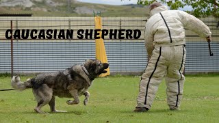 Caucasian Ovcharka  Worlds Strongest Dog [upl. by Nirrej]