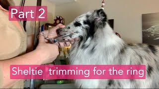 Part 2  Sheltie trimming for the ring [upl. by Law628]