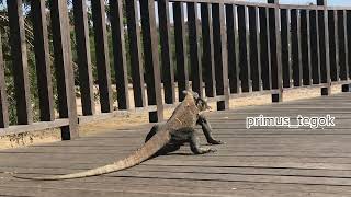 komodo dragon eat a baby monkey [upl. by Litch]