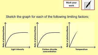 Limiting Factors of Photosynthesis [upl. by Coray]