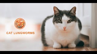 Cat Lungworms – Facts to Know from Symptoms to Prevention  DiscountPetCare [upl. by Akemed]