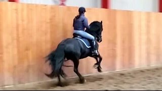 Riding M1 dressage test 17 with Queen👑Uniek the Friesian Horse [upl. by Ernald]