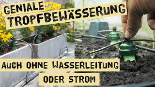 Automatische Gartenbewässerung ohne Frischwasseranschluss und Strom  Wasser sparen im Gemüsegarten [upl. by Frida]