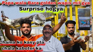 Papa wala golden wapis mil gaya 😍Chama ko kasy pata chala kabutar ka [upl. by Jemima911]