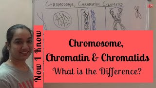 Chromosome Chromatin and Chromatids – What is the Difference [upl. by Trina589]