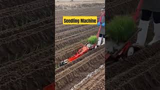 Agriculture Machine to Cultivate Rice Seedling agriculture machine agriculturetechnology [upl. by Ylicec]