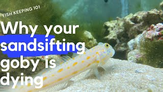 Why most sand sifting gobies will die [upl. by Susy]