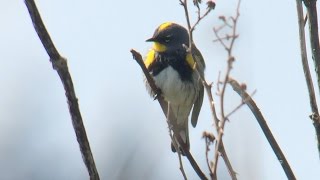 YellowRumped Warblers [upl. by Adonis]