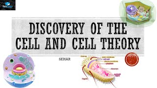 Discovery Of The Cell And Cell Theory [upl. by Robbi565]