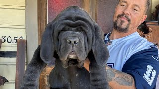 American Molossus puppies 9 weeks and 1 year [upl. by Urion]