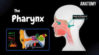 Pharynx Anatomy Parts Layers Muscles [upl. by Benn]