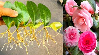 How To Grow Camellia Plant From Single Leaves [upl. by Sergio]