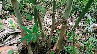 Advantages of Planting Giant Bamboo From Seeds [upl. by Feledy358]