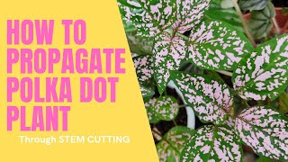 How to Propagate Polka Dot Plants Hypoestes Phyllostachya [upl. by Lancaster]