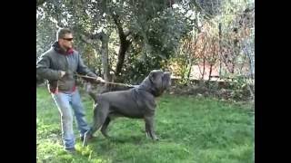 MASTINO NAPOLETANO MARCO POMPILI [upl. by Bik]